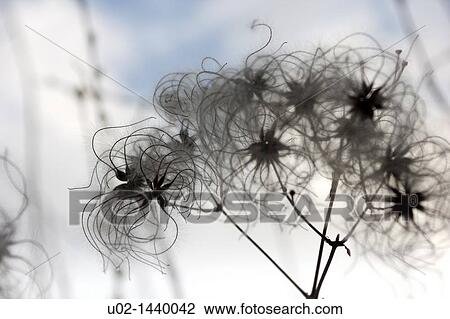 Flowers, the big beauty of small things View Large Photo Image Stock Image - Flowers, the big beauty of small things. Fotosearch