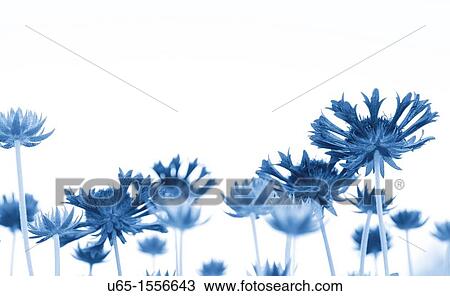 Flowers with trumpet petals View Large Photo Image Stock Image - Flowers with trumpet petals. Fotosearch