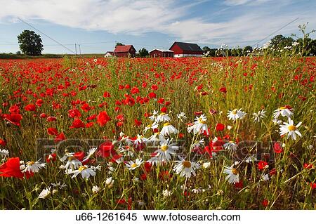 Flowery meadow Gotland Sweden. View Large Photo Image Stock Photography - Flowery meadow Gotland Sweden.. Fotosearch