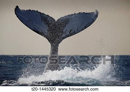 Fluke of Humpback Whale, Megaptera novaeangliae, Silver Bank, Atlantic Ocean, Dominican Republic View Large Photo Image Stock Image - Fluke of Humpback Whale, Megaptera novaeangliae, Silver Bank, Atlantic Ocean, Dominican Republic. Fotosearch