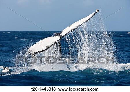 Fluke of Humpback Whale, Megaptera novaeangliae, Silver Bank, Atlantic Ocean, Dominican Republic View Large Photo Image Stock Photo - Fluke of Humpback Whale, Megaptera novaeangliae, Silver Bank, Atlantic Ocean, Dominican Republic. Fotosearch