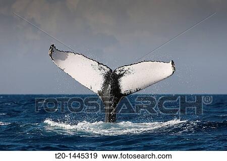 Fluke of Humpback Whale, Megaptera novaeangliae, Silver Bank, Atlantic Ocean, Dominican Republic View Large Photo Image Stock Photo - Fluke of Humpback Whale, Megaptera novaeangliae, Silver Bank, Atlantic Ocean, Dominican Republic. Fotosearch