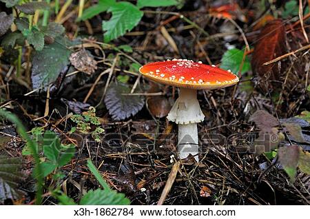 fly agaric, Amanita muscaria, Forest of Rambouillet, Yvelines department, Ile-de-France region, France, Europe View Large Photo Image Picture - fly agaric, Amanita muscaria, Forest of Rambouillet, Yvelines department, Ile-de-France region, France, Europe. Fotosearch