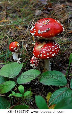 fly agaric, Amanita muscaria, Forest of Rambouillet, Yvelines department, Ile-de-France region, France, Europe View Large Photo Image Stock Photo - fly agaric, Amanita muscaria, Forest of Rambouillet, Yvelines department, Ile-de-France region, France, Europe. Fotosearch