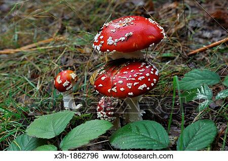 Stock Photograph - fly agaric, Amanita muscaria, Forest of Rambouillet, Yvelines department, Ile-de-France region, France, Europe. Fotosearch
