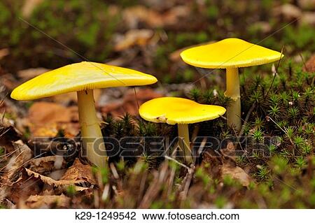 Stock Image - Fly agaric Amanita muscaria Fruiting bodies. Fotosearch