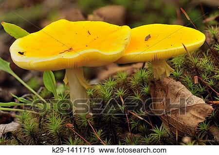 Stock Photography - Fly agaric Amanita muscaria Fruiting bodies. Fotosearch