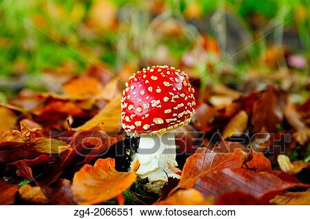 Stock Image - Fly Agaric, Amanita muscaria, growing in beech leaf litter, West Lothian, Scotland.. Fotosearch