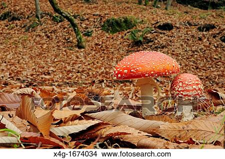Picture - Fly agaric Amanita muscaria in Chestnut forest Castanea sativa. Fotosearch