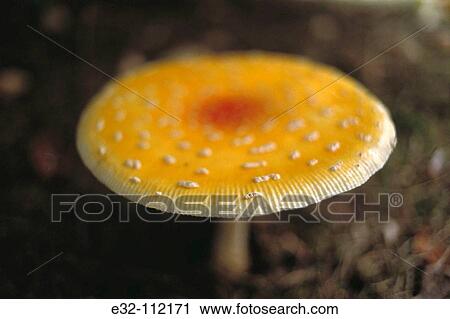 Fly Agaric (Amanita muscaria). New Milford, Connecticut, USA View Large Photo Image Stock Image - Fly Agaric (Amanita muscaria). New Milford, Connecticut, USA. Fotosearch