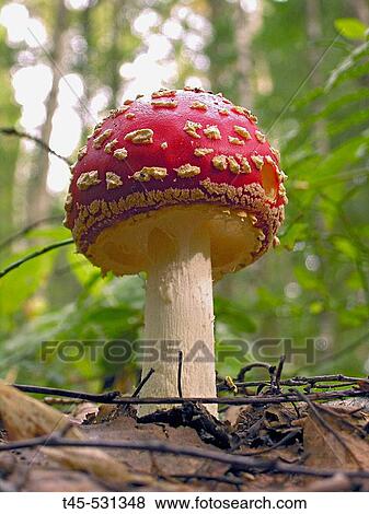 Fly agaric (Amanita muscaria). Nigula National Park (Estonia) View Large Photo Image Stock Photo - Fly agaric (Amanita muscaria). Nigula National Park (Estonia). Fotosearch