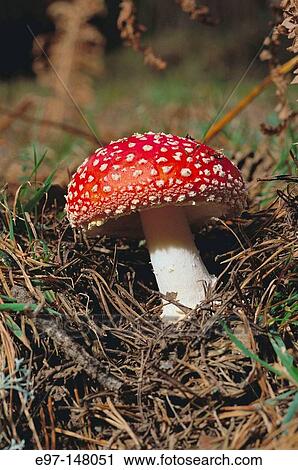 Fly Agaric (Amanita muscaria) View Large Photo Image Stock Image - Fly Agaric (Amanita muscaria). Fotosearch