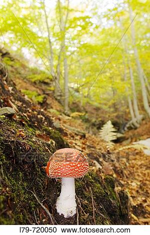 Fly agaric (Amanita muscaria). Montseny, Barcelona province, Catalonia, Spain View Large Photo Image Stock Image - Fly agaric (Amanita muscaria). Montseny, Barcelona province, Catalonia, Spain. Fotosearch