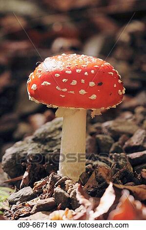 Stock Photo - Fly agaric (Amanita muscaria).. Fotosearch