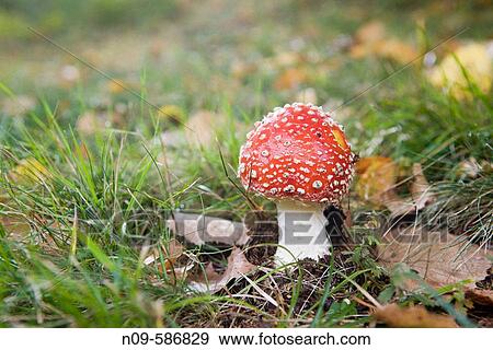 Fly agaric (Amanita muscaria) View Large Photo Image Stock Photo - Fly agaric (Amanita muscaria). Fotosearch