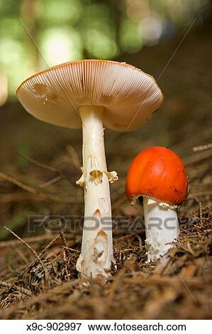 Fly Agaric Amanita muscaria View Large Photo Image Stock Photo - Fly Agaric Amanita muscaria. Fotosearch