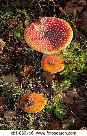 Fly agaric (Amanita muscaria) View Large Photo Image Stock Photograph - Fly agaric (Amanita muscaria). Fotosearch