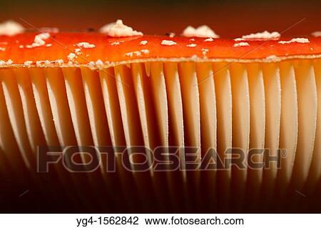 Fly Agaric gills, Herperduin, Herpen, The Netherlands View Large Photo Image Stock Image - Fly Agaric gills, Herperduin, Herpen, The Netherlands. Fotosearch