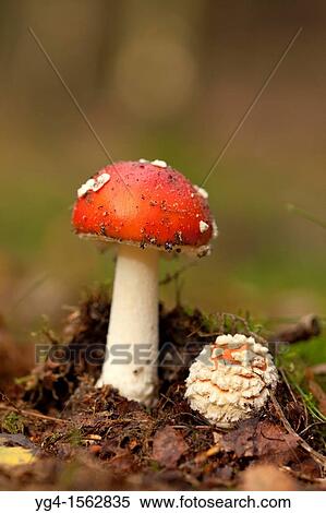 Fly Agaric, Herperduin, Herpen, The Netherlands View Large Photo Image Stock Photography - Fly Agaric, Herperduin, Herpen, The Netherlands. Fotosearch