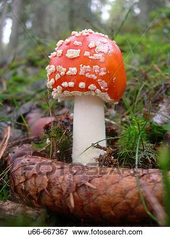 Fly agaric mushrom. Sweden View Large Photo Image Stock Photo - Fly agaric mushrom. Sweden. Fotosearch
