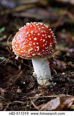 Fly Agaric Mushroom (Amanita muscaria) in autumn on woodland floor View Large Photo Image Stock Photo - Fly Agaric Mushroom (Amanita muscaria) in autumn on woodland floor. Fotosearch