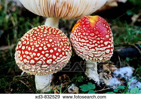 fly agaric mushroom Amanita muscaria, Capilano River Park, West Vancouver, British Columbia, Canada View Large Photo Image Stock Photo - fly agaric mushroom Amanita muscaria, Capilano River Park, West Vancouver, British Columbia, Canada. Fotosearch