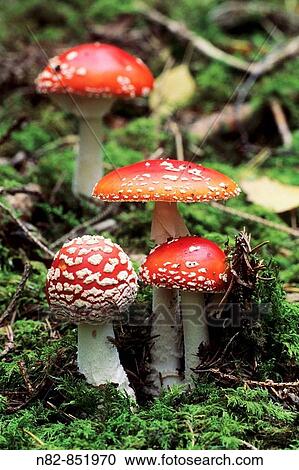 Fly Agaric Mushrooms Amanita muscaria in autumn on woodland floor - Bavaria / Germany View Large Photo Image Stock Image - Fly Agaric Mushrooms Amanita muscaria in autumn on woodland floor - Bavaria / Germany. Fotosearch