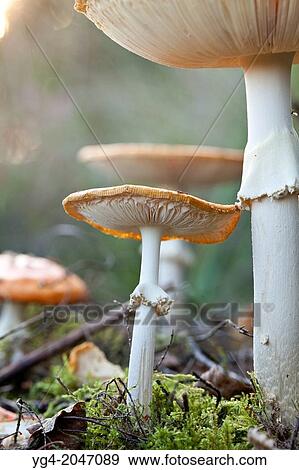 Stock Photo - Fly agaric mushrooms at the National Park Sallandse Heuvelrug, Netherlands.. Fotosearch