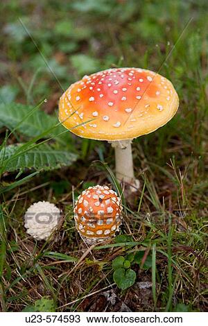 Fly agaric or death cap. A deadly poisonous mushroom. Sweden. View Large Photo Image Stock Image - Fly agaric or death cap. A deadly poisonous mushroom. Sweden.. Fotosearch