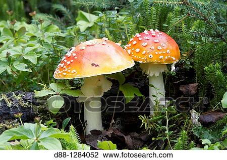 Fly agaric or Fly Amanita Amanita muscaria Order: Agaricales Family: Amanitaceae. View Large Photo Image Stock Image - Fly agaric or Fly Amanita Amanita muscaria Order: Agaricales Family: Amanitaceae.. Fotosearch