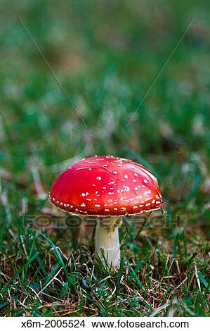 Fly agaric or fly amanita mushroom (Amanita muscaria). View Large Photo Image Picture - Fly agaric or fly amanita mushroom (Amanita muscaria).. Fotosearch