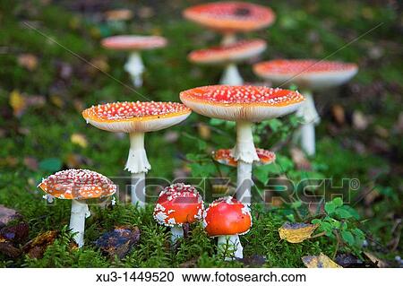 Fly Agaric View Large Photo Image Stock Image - Fly Agaric. Fotosearch