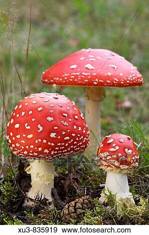 Fly agaric View Large Photo Image Stock Photo - Fly agaric. Fotosearch