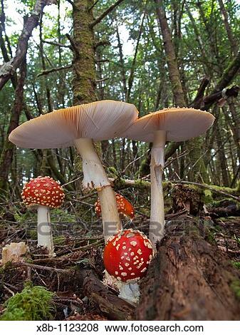Fly Amanita Amanita muscaria on George Island in Southeast Alaska, USA, Pacific Ocean View Large Photo Image Stock Photo - Fly Amanita Amanita muscaria on George Island in Southeast Alaska, USA, Pacific Ocean. Fotosearch