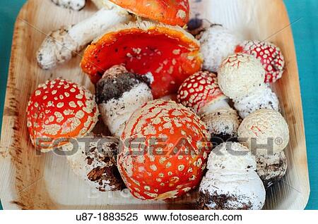 Stock Photography - Fly Amanita Mushrooms, Amanita muscaria. Fotosearch