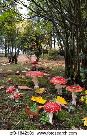 Fly amanitas at Guarda's park, Portugal View Large Photo Image Stock Photography - Fly amanitas at Guarda's park, Portugal. Fotosearch