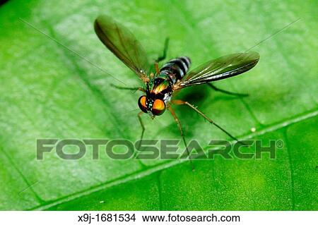 Fly, borneo. View Large Photo Image Picture - Fly, borneo.. Fotosearch