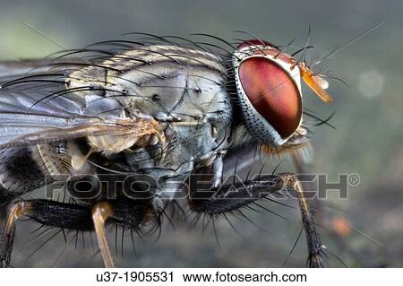 Stock Image - Fly. Image taken at Kampung Satau, Sarawak, Malaysia.. Fotosearch