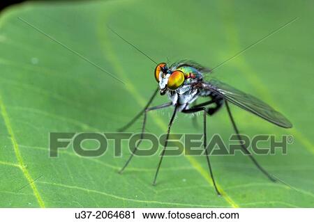 Fly. Image taken at Kampung Skudup, Sarawak, Malaysia. View Large Photo Image Stock Image - Fly. Image taken at Kampung Skudup, Sarawak, Malaysia.. Fotosearch