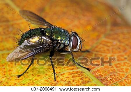Fly. Image taken at Kampung Skudup, Sarawak, Malaysia. View Large Photo Image Stock Image - Fly. Image taken at Kampung Skudup, Sarawak, Malaysia.. Fotosearch