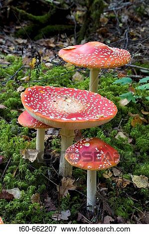 Fly mushrooms View Large Photo Image Stock Photo - Fly mushrooms. Fotosearch