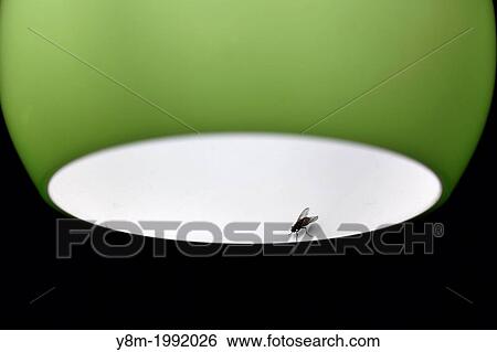 Fly on the lamp, office View Large Photo Image Stock Photograph - Fly on the lamp, office. Fotosearch