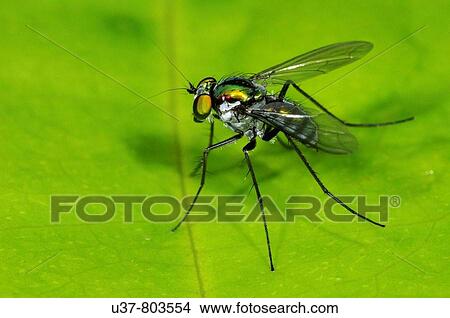 Fly View Large Photo Image Picture - Fly. Fotosearch