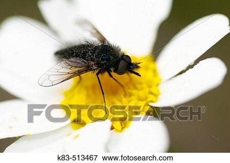 Fly View Large Photo Image Stock Photo - Fly. Fotosearch