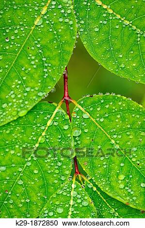 Fly-trap dogbane, Spreading dogbane Apocynum androsaemifolium Leaves with raindrops, Greater Sudbury, Ontario, Canada View Large Photo Image Stock Image - Fly-trap dogbane, Spreading dogbane Apocynum androsaemifolium Leaves with raindrops, Greater Sudbury, Ontario, Canada. Fotosearch