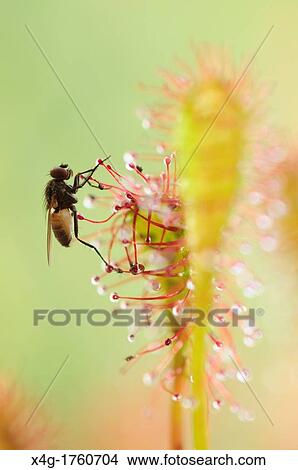 Fly trapped by an Oblong-leaved Sundew or Spoonleaf Sundew Drosera intermedia View Large Photo Image Picture - Fly trapped by an Oblong-leaved Sundew or Spoonleaf Sundew Drosera intermedia. Fotosearch