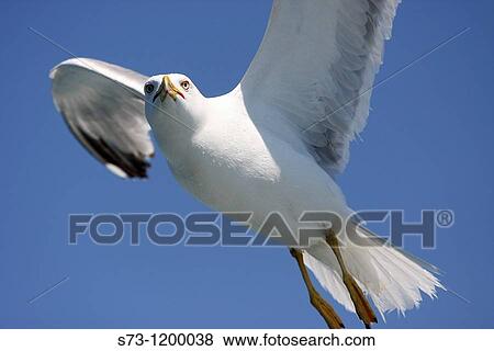 Flying Lesser black-backed gull in Istanbul, Larus fuscus, Turkey View Large Photo Image Stock Photo - Flying Lesser black-backed gull in Istanbul, Larus fuscus, Turkey. Fotosearch