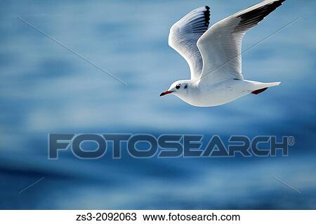 Flying seagull, Istanbul, Marmara Province, Turkey, Europe. View Large Photo Image Stock Image - Flying seagull, Istanbul, Marmara Province, Turkey, Europe.. Fotosearch