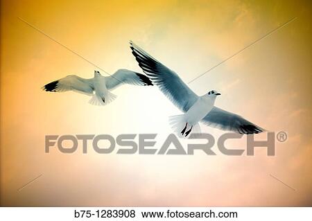 flying seagulls View Large Photo Image Stock Photo - flying seagulls. Fotosearch