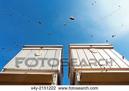 Stock Image - Flying Western honey bees (Apis mellifera) approaching the entrance of beehives. Location: Male Karpaty, Slovakia.. Fotosearch